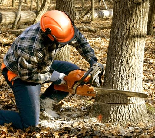 Tree Removal in Pomfret Center, CT